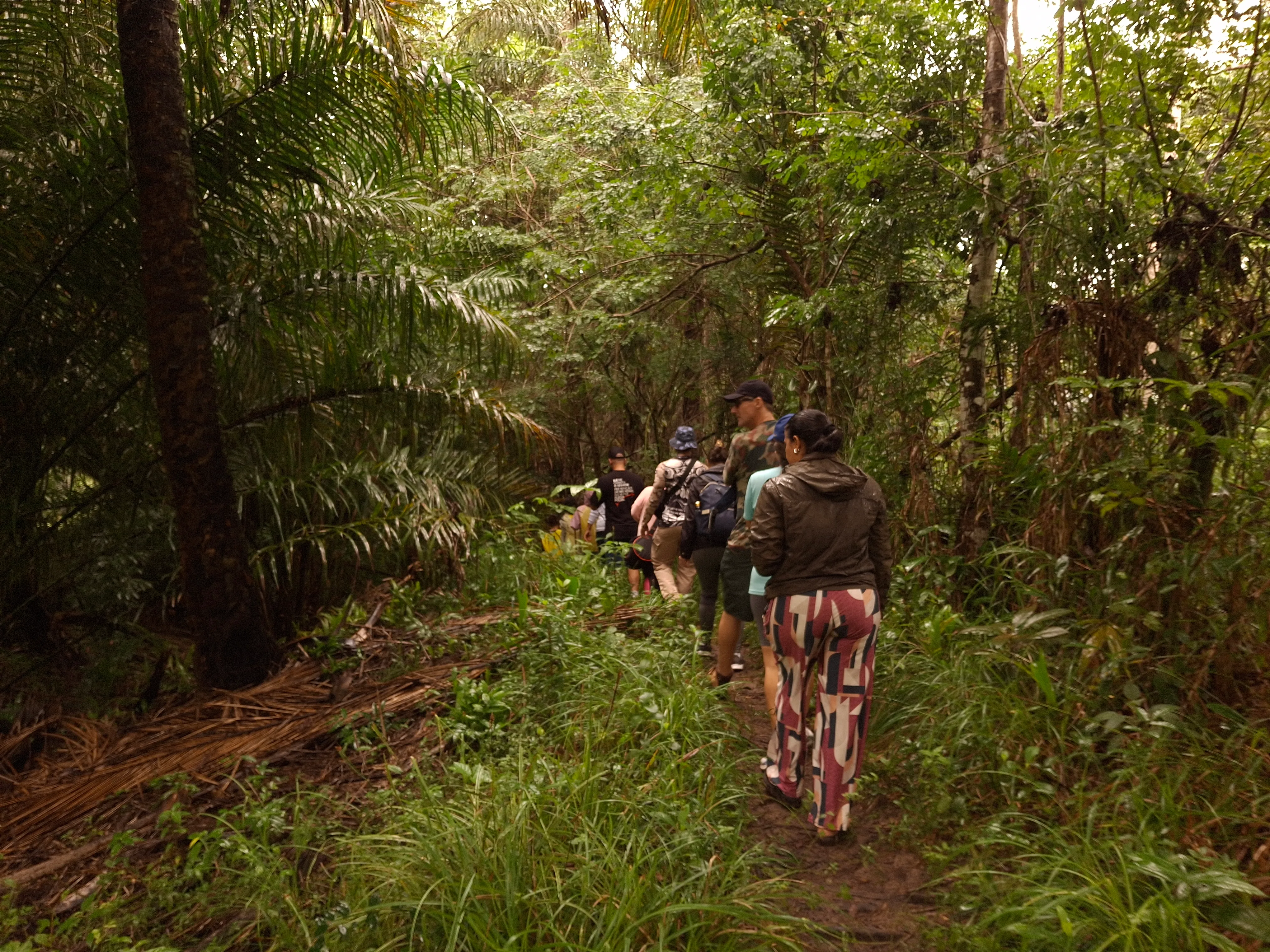 Rei da Selva — navegação horizontal